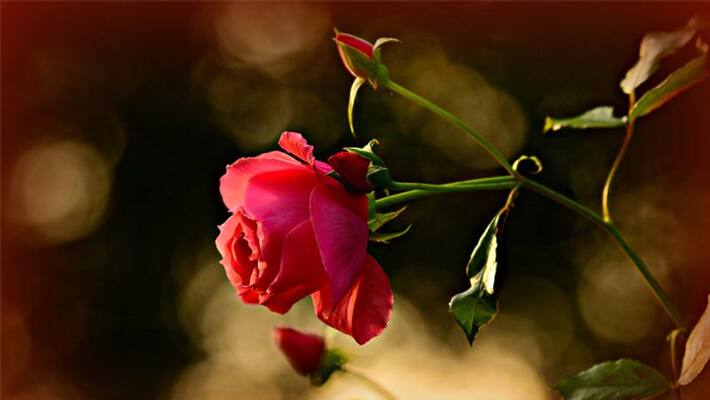 why rose leaves become yellow why rose leaves become yellow