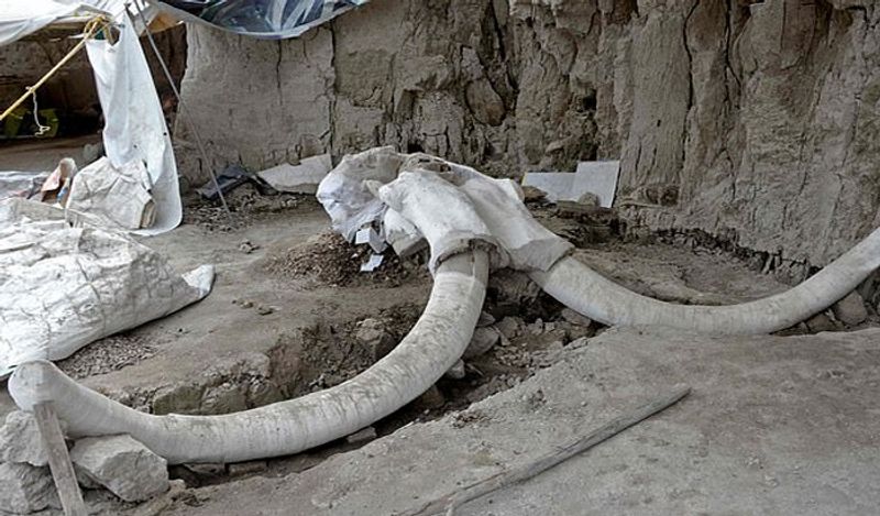 साइट से बरामद इतने विशाल दांतों को देख लोग भी हैरान थे। इन तस्वीरों को मेक्सिको नेशनल इंस्टीट्यूट ऑफ एंथ्रोपोलॉजी ने क्लिक किया था। 