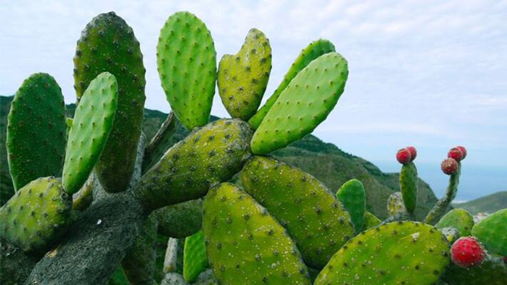 how to grow cactus how to grow cactus