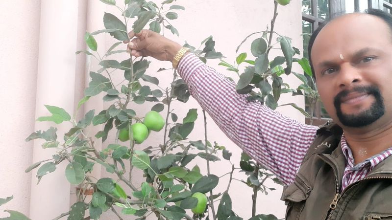 ಜಮ್ಮುವಿನಿಂದ ಸೇಬಿನ ಗಿಡ ತರಿಸಿಕೊಂಡಿದ್ದು, ನೆಟ್ಟು ಎರಡು ವರ್ಷದಲ್ಲಿ ಫಸಲು ಬಂದಿದೆ. ಮುಂದೆ ಗಿಡವನ್ನು ನೆಲದಲ್ಲಿ ನೆಡುವ ಚಿಂತನೆ ನಡೆಸಿದ್ದು, ಅದು ಚೆನ್ನಾಗಿ ಬಂದರೆ, ಮುಂದೆಯೂ ಕಾಶ್ಮೀರದಿಂದ ಗಿಡಗಳನ್ನು ತಂದು ನೆಡುವ ಚಿಂತನೆಯಲ್ಲಿದ್ದಾರೆ . 9 ವರ್ಷ ಸಿಆರ್ಪಿಎಫ್ನಲ್ಲಿ ಕೆಲಸ ಮಾಡಿದ್ದ ಪ್ರಕಾಶ್, ಮಡಿಕೇರಿಯ ಸಂಪಿಗೆಕಟ್ಟೆಯಲ್ಲಿ ನೆಲೆಸಿದ್ದು, ತೋಟಗಾರಿಕೆ ಇಲಾಖೆಯಲ್ಲಿ ಸಿಬ್ಬಂದಿಯಾಗಿದ್ದಾರೆ.