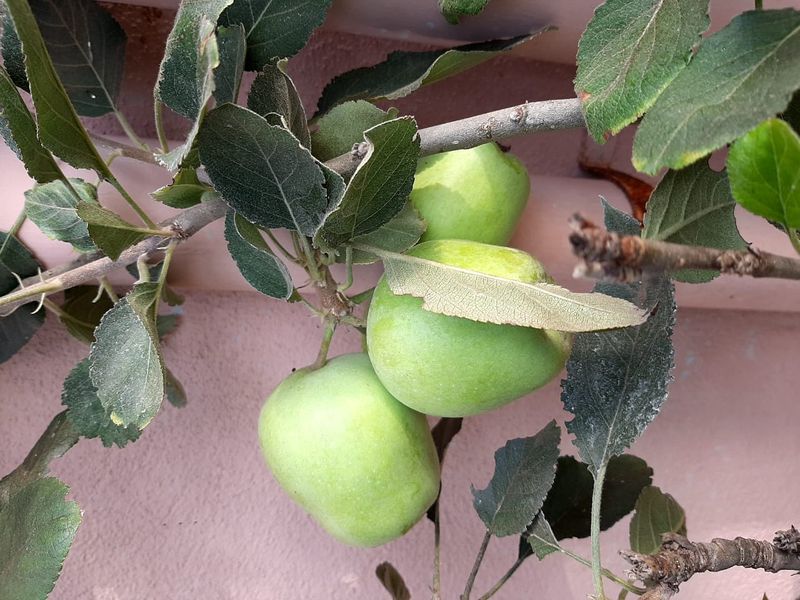 ಕೊಡಗು ಜಿಲ್ಲೆಯಲ್ಲಿ ಕೆಲವು ರೈತರು ಸೇಬು ಬೆಳೆಯುವತ್ತ ಗಮನ ಹರಿಸಿದ್ದಾಾರೆ. ಉತ್ತಮ ಫಸಲು ಬಂದಿದ್ದು, ಗುಣಮಟ್ಟದಿಂದ ಕೂಡಿದೆ. ಹಿಮಪ್ರದೇಶದಲ್ಲಿ ಸಾಮಾನ್ಯವಾಗಿ ಸೇಬು ಬೆಳೆಯಲಾಗುತ್ತದೆ. ಕೊಡಗಿನಲ್ಲಿ ಮಳೆಗಾಲ ಹಾಗೂ ಚಳಿಗಾಲದಲ್ಲಿ ತಂಪಾದ ವಾತಾವರಣ ಇರುವುದರಿಂದ ಸೇಬು ಬೆಳೆಯಲು ಪೂರಕವಾಗಿದೆ. ಇದರಿಂದ ಮುಂದಿನ ದಿನಗಳಲ್ಲಿ ಕೊಡಗಿನಲ್ಲಿ ಸೇಬು ಪ್ರಮುಖ ಬೆಳೆಯಾಗುವ ಸಾಧ್ಯತೆಯಿದೆ ಎಂದು ತೋಟಗಾರಿಕೆ ಇಲಾಖೆ ಅಧಿಕಾರಿಗಳು ಹೇಳುತ್ತಾರೆ.