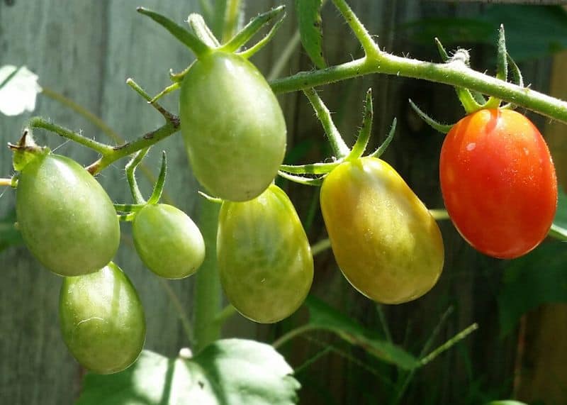 roma tomato how to grow in home