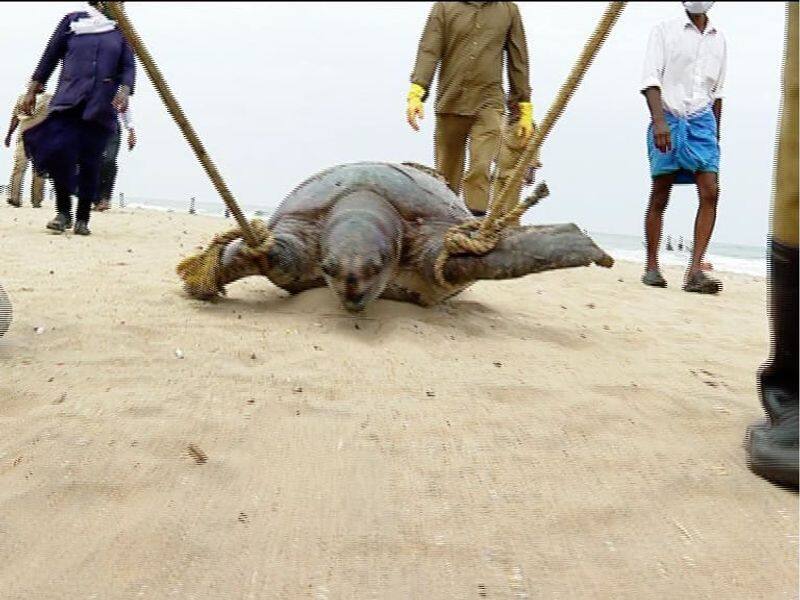 giant sea turtle body is on calicut beach