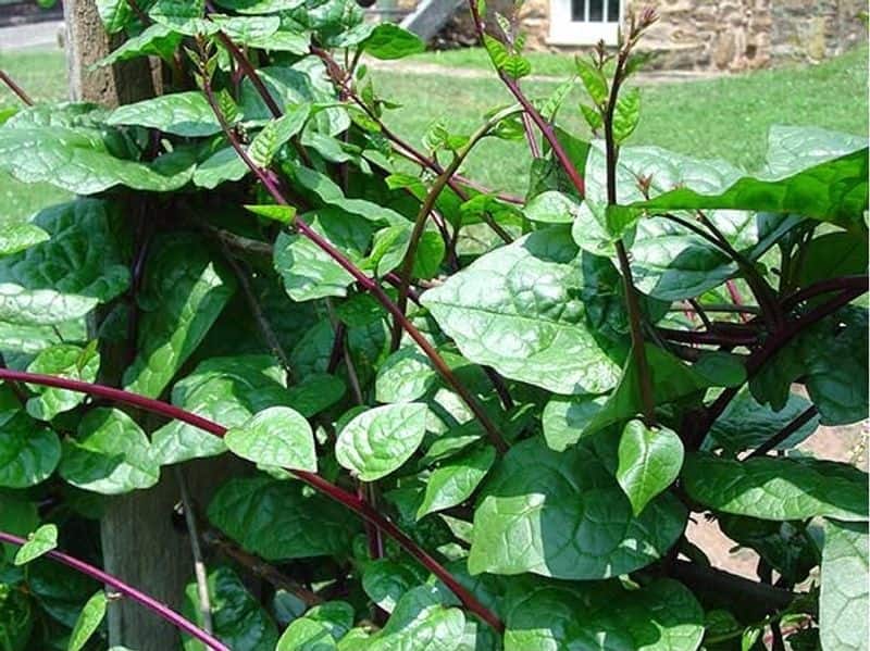 how to grow malabar spinach
