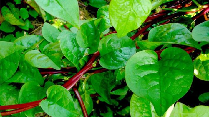 how to grow malabar spinach how to grow malabar spinach