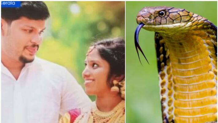 anchal murder police to conduct biopsy of snake which bytes uthra anchal murder police to conduct biopsy of snake which bytes uthra