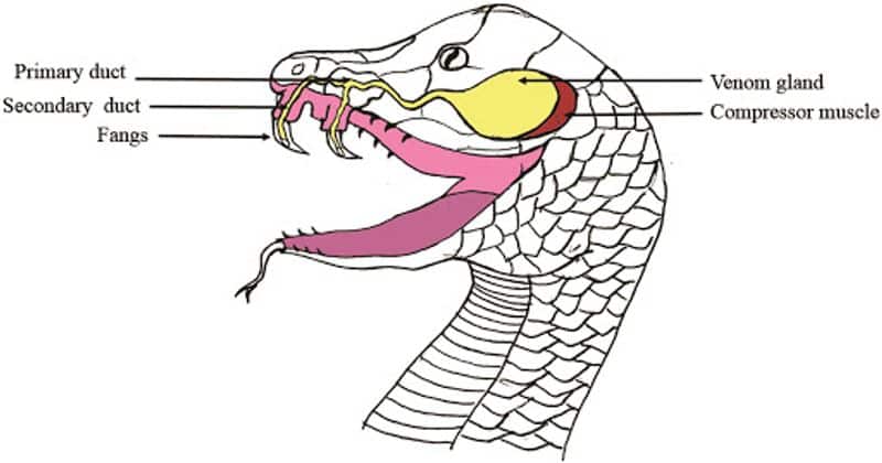 How snake venom causes death?
