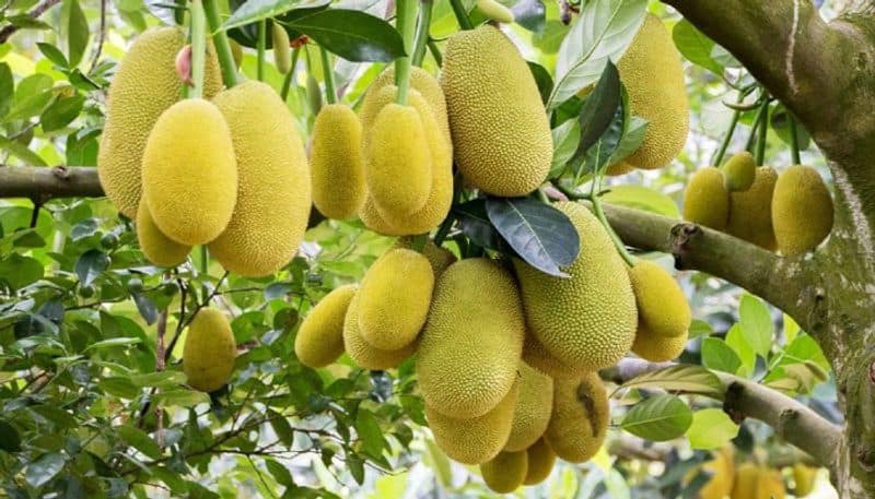 six health benefits of jackfruit