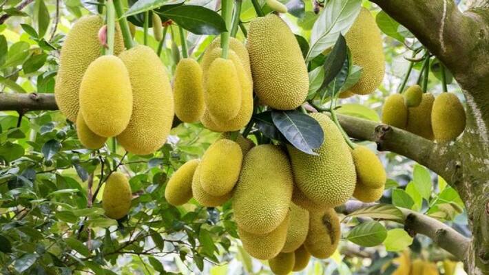 APEDA flags off first export consignment of value added products derived from Jackfruit Kerala to Australia bsm APEDA flags off first export consignment of value added products derived from Jackfruit Kerala to Australia bsm