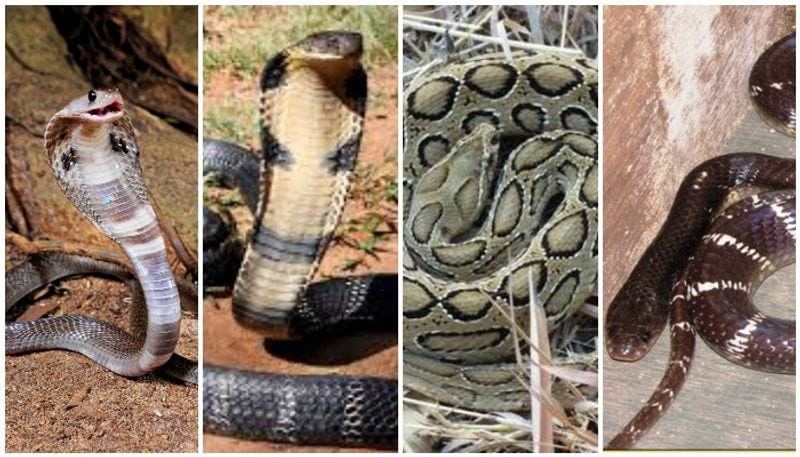 According to a media report, on May 25, the girl was bitten by a snake. She was rushed to the hospital and was given anti-venom, but she succumbed later.