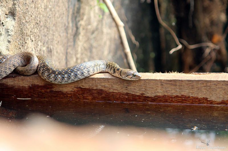 കേരളത്തിലെ പാമ്പുകൾ, വിഷമുള്ളതും ഇല്ലാത്തതും snakes of kerala, venomous and non venomous