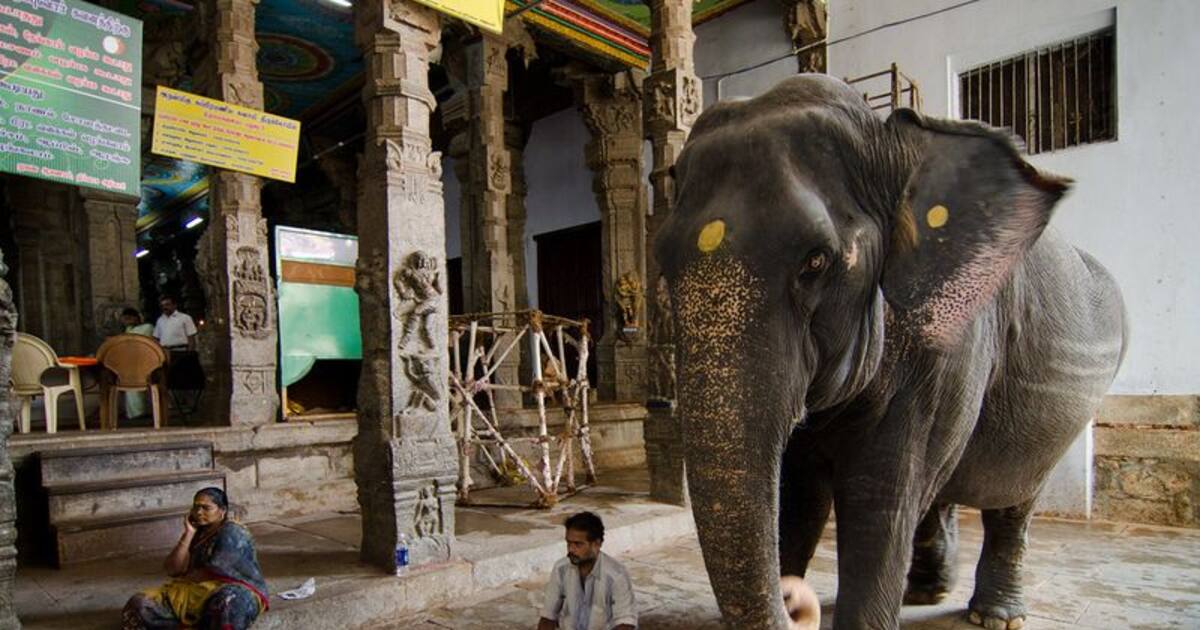 இனி..கோயில் யானைகளுக்கு தடை... நீதிமன்றம் அதிரடி உத்தரவு