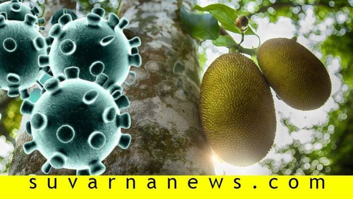 Jackfruit falls on man injuring him at hospital, he tests positive for Covid 19 Jackfruit falls on man injuring him at hospital, he tests positive for Covid 19