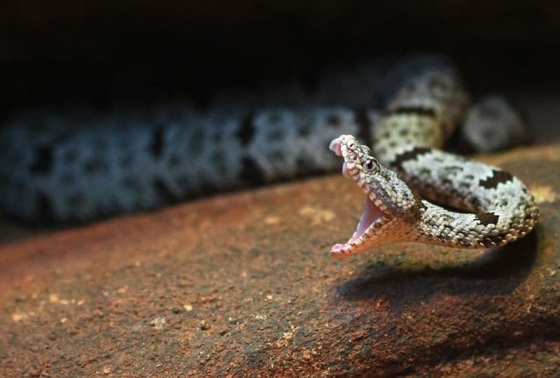 the snake bite from severed head so leathal for man almost got killed