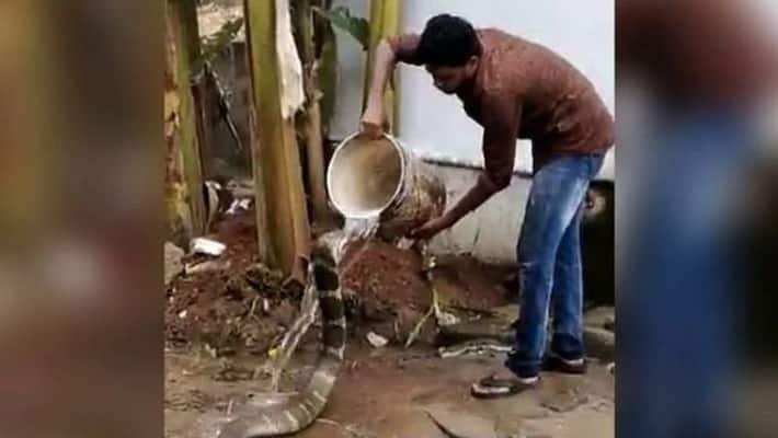 Man gives cobra a head bath; netizens in shock and awe after watching video Man gives cobra a head bath; netizens in shock and awe after watching video