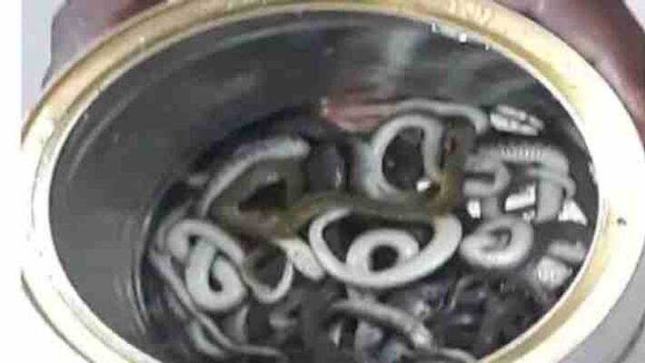 14 snakes found in Man's house in Sarangapur 14 snakes found in Man's house in Sarangapur
