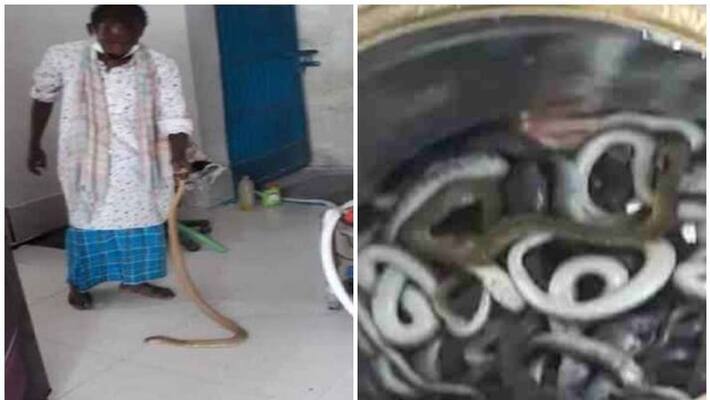 more than 50 snakes found from a monks home in Bihar more than 50 snakes found from a monks home in Bihar