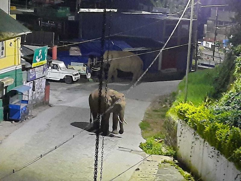 മൂന്നാർ നല്ലതണ്ണി പാലത്തിന് സമീപമുള്ള കടയിലെത്തിയ കാട്ടാനകള് കടകളെ മറച്ച് വച്ചിരുന്ന ടാർപോളിൻ ഷീറ്റ് കൊമ്പുകൾ കൊണ്ട് കുത്തിതുറന്നാണ് അകത്തുള്ള പച്ചക്കറികൾ കൈയ്യടക്കുന്നത്.