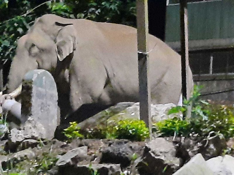 കഴിഞ്ഞ ദിവസം ഈ കാട്ടാനകൾ വൈകിട്ട് മുതൽ നല്ല തണ്ണി ഹോളി ക്രോസ് ജംഗ്ഷനിൽ തമ്പടിച്ചിരുന്നു.
