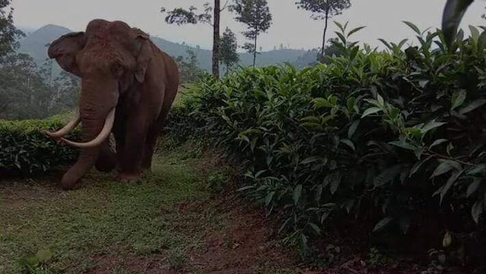 wild elephant attack house collapsed in Idukki wild elephant attack house collapsed in Idukki