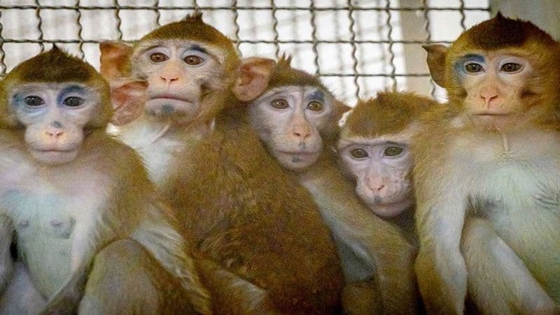 Two held after hunting monkey, eating its meat in Maharashtra's Pune