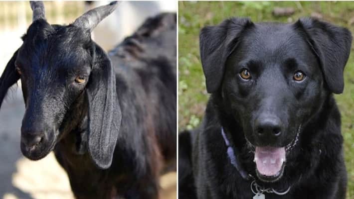 dog attacked the goat, neighbors cut off the dog's tail, MLA reached the police station asa dog attacked the goat, neighbors cut off the dog's tail, MLA reached the police station asa