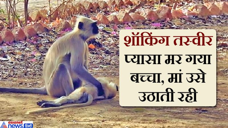 बच्चे की मौत के बाद बंदरिया(लंगूर) उसे छाती से लगाकर बैठी रही। कभी उसके बाल सहलाती, तो कभी मुंह से मुंह लगाकर उठाने की कोशिश करती। 