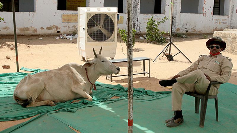 यह तस्वीर जयपुर की है। गर्मी से बेहाल एक गाय पुलिसवालों के लिए लगाए गए टैंट में आकर बैठ गई।