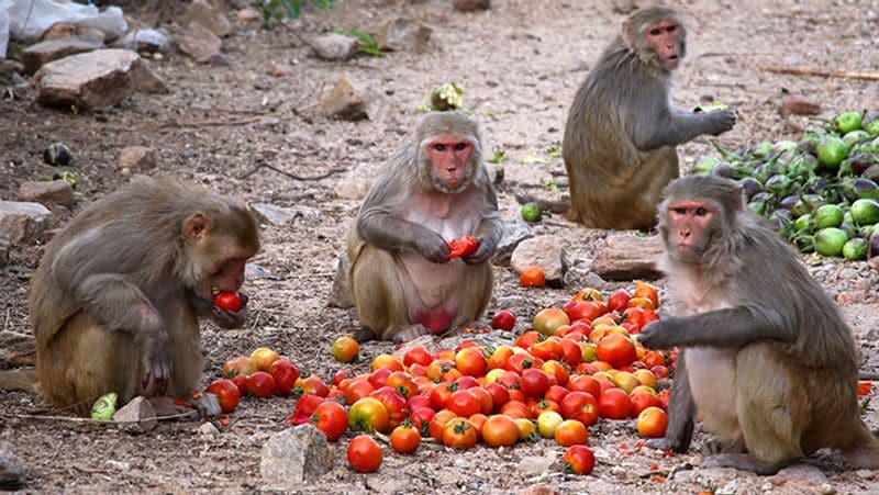 यह तस्वीर राजस्थान की है। लॉकडाउन के दौरान लोग जानवरों का भी ख्याल कर रहे हैं।