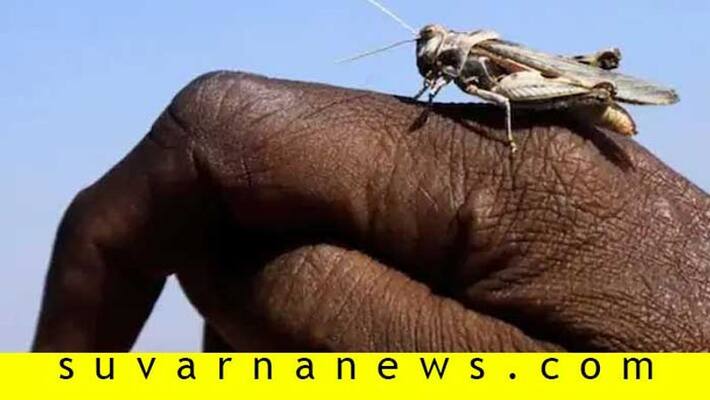 What is Locust Plague And Why Should India be Worried What is Locust Plague And Why Should India be Worried