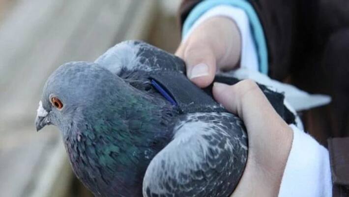 Pakistan dove entered in India with some msg like code worded Pakistan dove entered in India with some msg like code worded