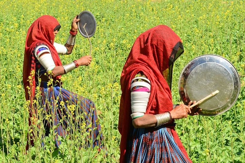 rajastan agriculture officials plan to locust destroying with drone