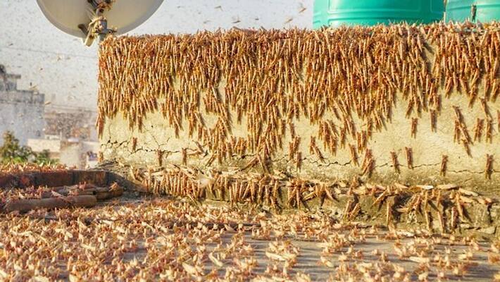 Possibilities Of Locusts Attack On Karnataka Is Less says Agriculture Dept Commissioner Brijesh Kumar Possibilities Of Locusts Attack On Karnataka Is Less says Agriculture Dept Commissioner Brijesh Kumar