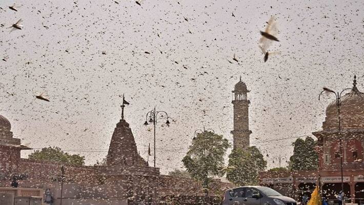Karnataka Bidar District May Face locusts attack Karnataka Bidar District May Face locusts attack