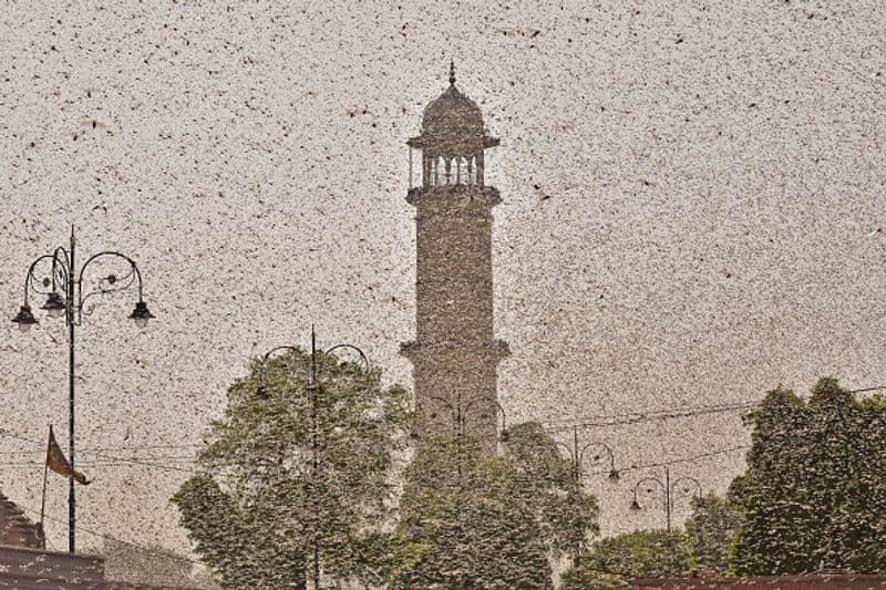 Locusts Attack To Indo China Border Dispute Top 10 News Of 27th May 2020