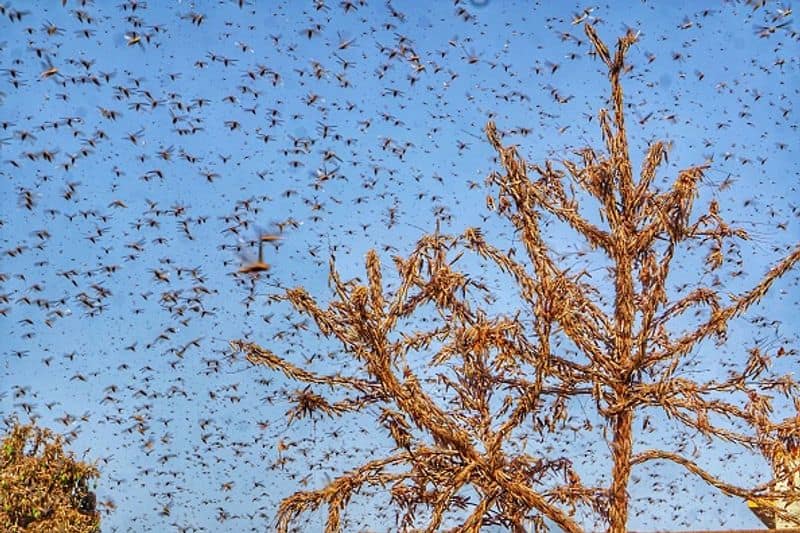 Locust Spreads To Maharashtra, UP high alert in Punjab