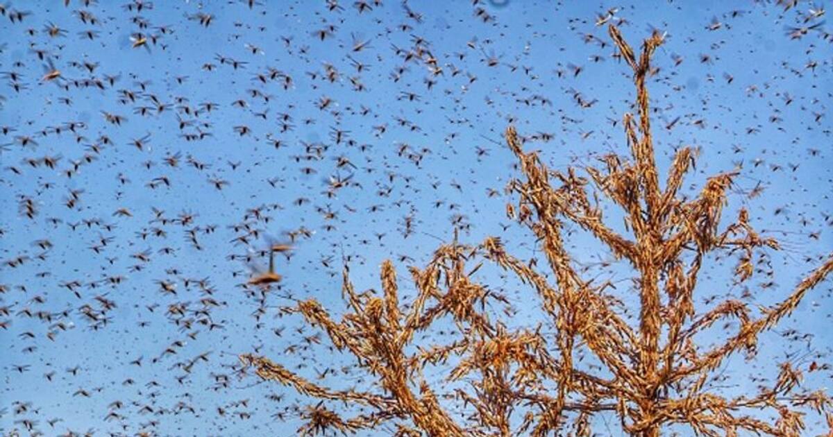 రాష్ట్రంపై దాడికి మిడతల దండు సిద్ధం అధికారులు అప్రమత్తం! Locust