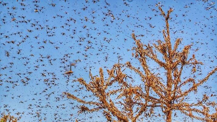 Locust attack tracker New states where the insects are headed Locust attack tracker New states where the insects are headed
