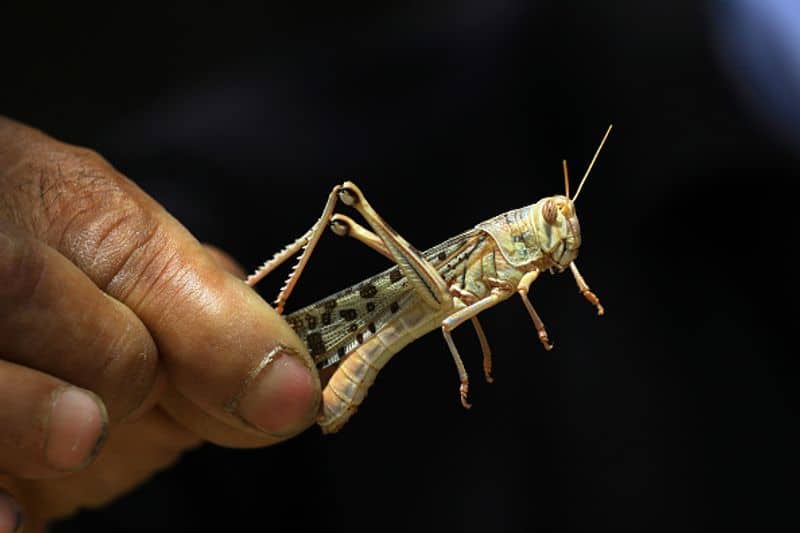 Locust Spreads To Maharashtra, UP high alert in Punjab