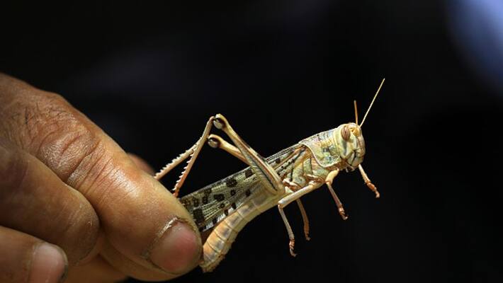 locust swarm will not to be in tamilnadu , agriculture deportment says locust swarm will not to be in tamilnadu , agriculture deportment says