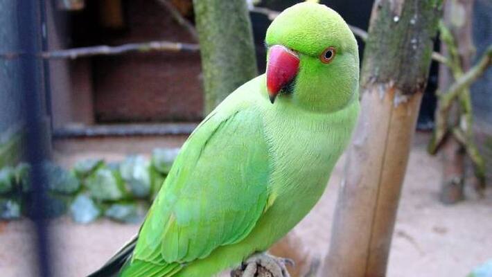 parrot who heard owners last words may become witness in trial in argentina parrot who heard owners last words may become witness in trial in argentina