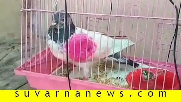 Suspected spy pigeon from Pakistan carrying coded message captured in Jammu and Kashmir Suspected spy pigeon from Pakistan carrying coded message captured in Jammu and Kashmir