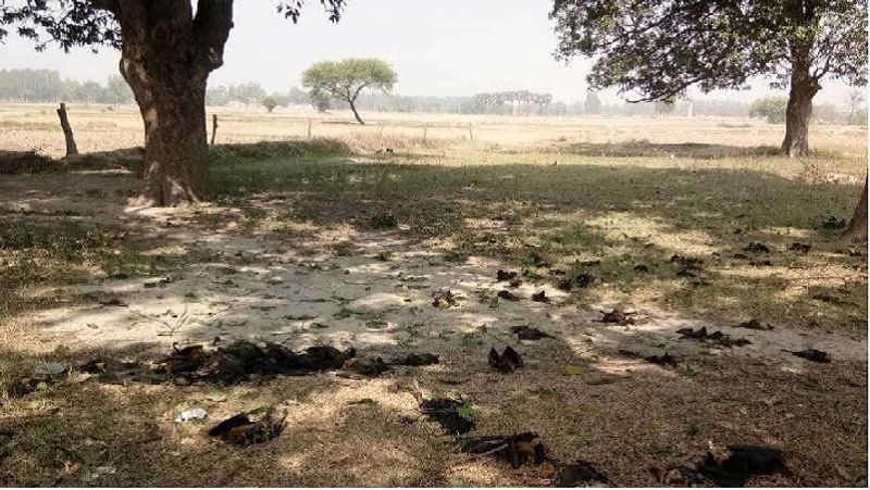 बेलघाट गांव के राधा स्वामी सत्संग भवन के पास बाग में 300 से अधिक मृत चमगादड़ पाए गए हैं। गांव के लोगों का कहना है कि बेलघाट कस्बे में या बेलघाट के इर्दगिर्द कभी भी चमगादड़ों को झुंड में उड़ता हुआ नहीं देखा गया। ये चमगादड़ कहां से आए इसको सोचकर हम लोग खुद परेशान हैं।
