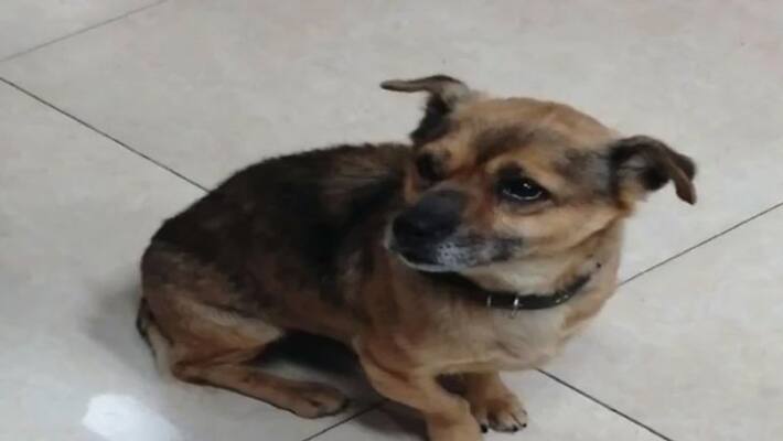 Picture Of Dog Doing Dishes At The Sink Breaks The Internet, Netizens In Splits Picture Of Dog Doing Dishes At The Sink Breaks The Internet, Netizens In Splits