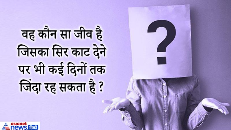 जवाब: कॉकचोच