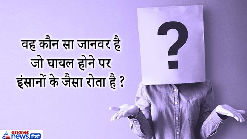 जवाब: भालू
