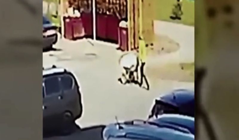 man caught roaming on roads for an hour with girlfriend corpse on wheelbarrow after murder kph