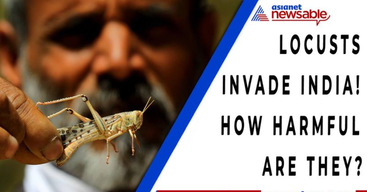 Locusts Invade India! How Harmful Are They?