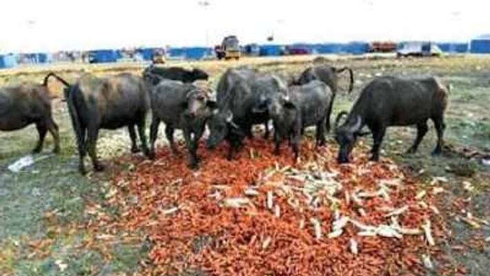 daily 200 tone veg wastage in thirumazisai market daily 200 tone veg wastage in thirumazisai market