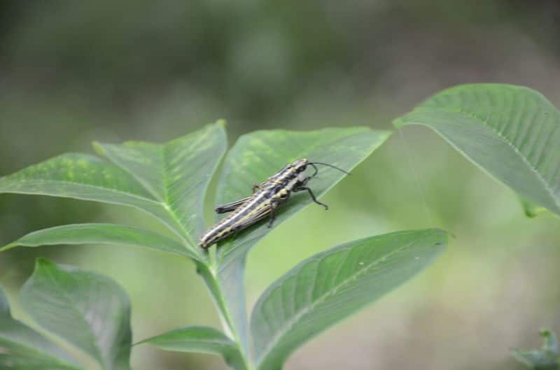 Lakhs of locust enters Sringeri Chikkamagaluru, Areca Nut farmers gets tensed